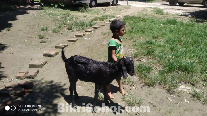 তিনটি খাসি বিক্রি করা হবে।